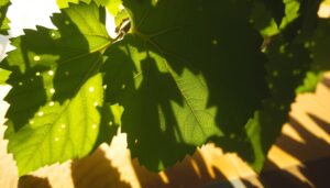 Dziurawe liście winogron